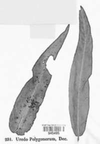 Uredo polygonorum image